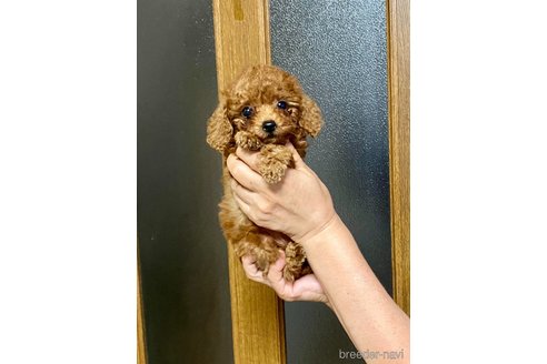 成約済の兵庫県のティーカッププードル-347544の4枚目